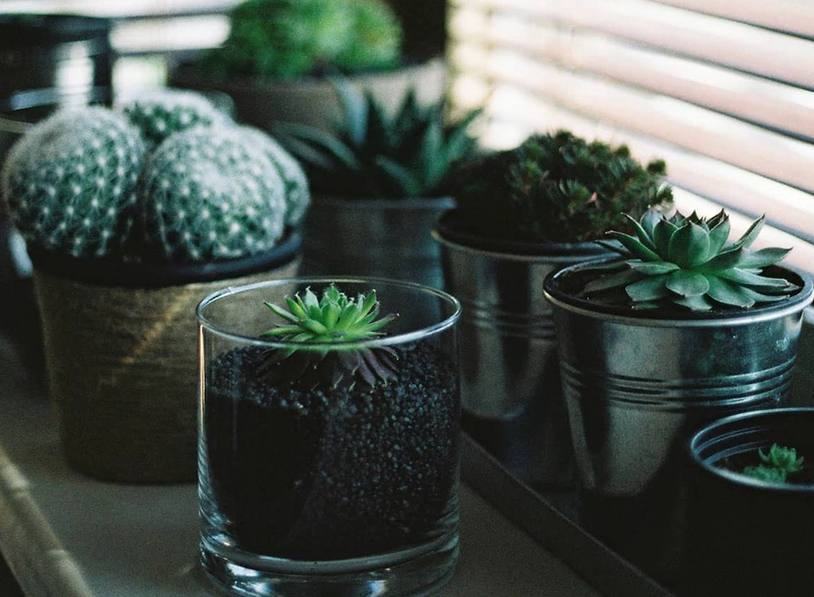 Top 5 Indoor Plants for Beginners Top 5 Indoor Plants for Beginners