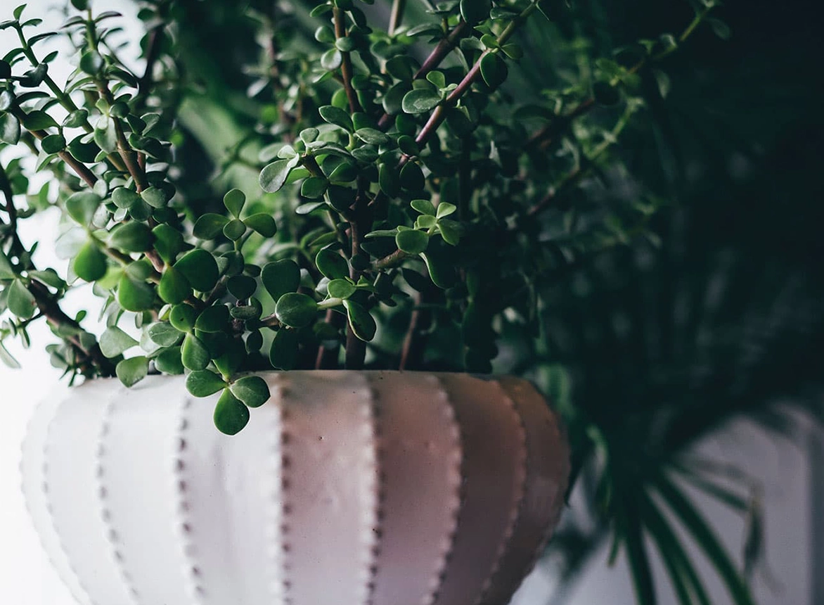 How to Care for Your Succulents How to Care for Your Succulents
