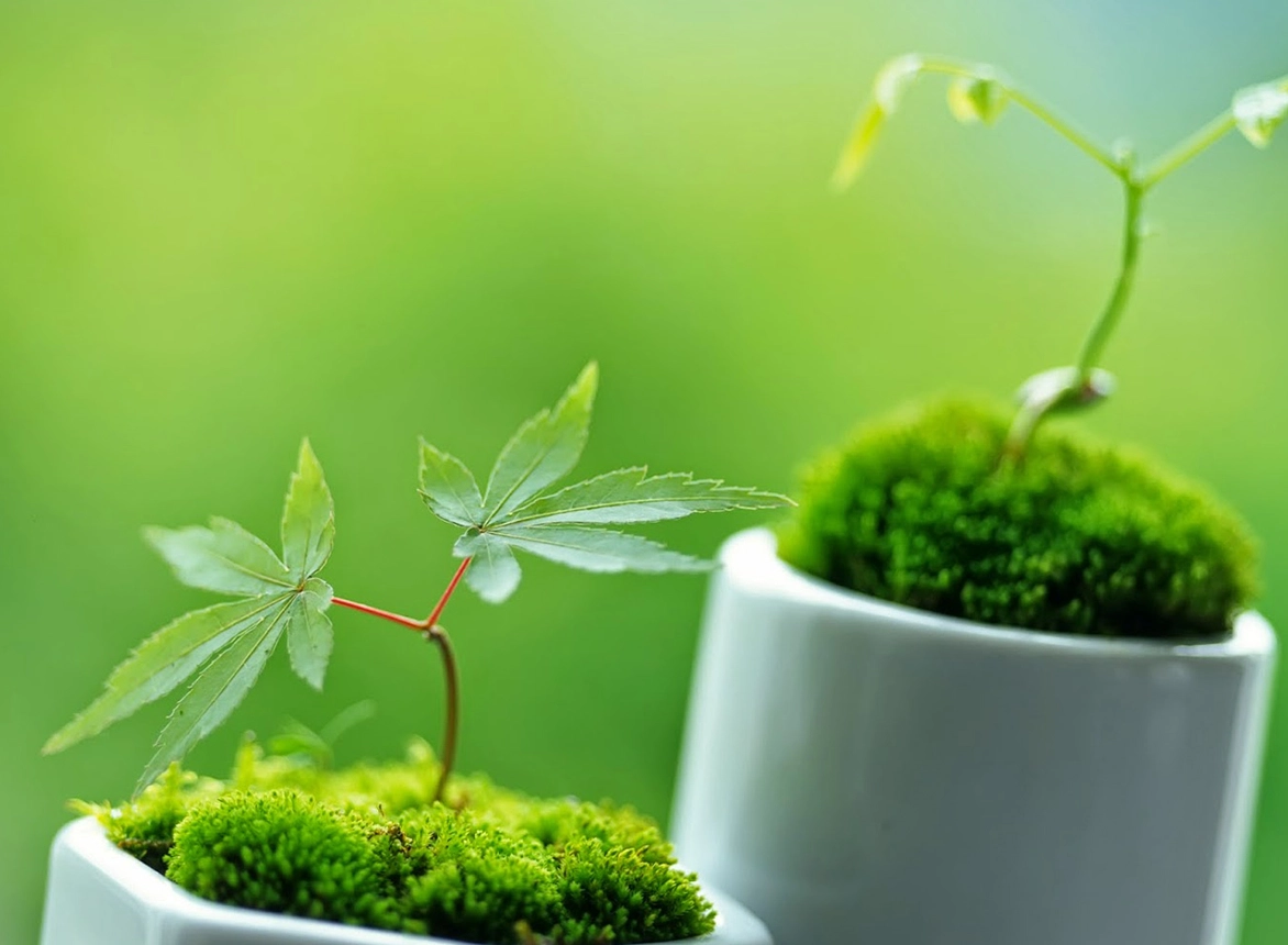 The Best Plants for a Low-Maintenance Garden The Best Plants for a Low-Maintenance Garden