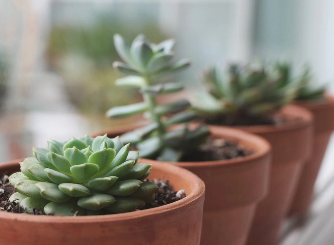 5 Air-Purifying Plants You Need 5 Air-Purifying Plants You Need