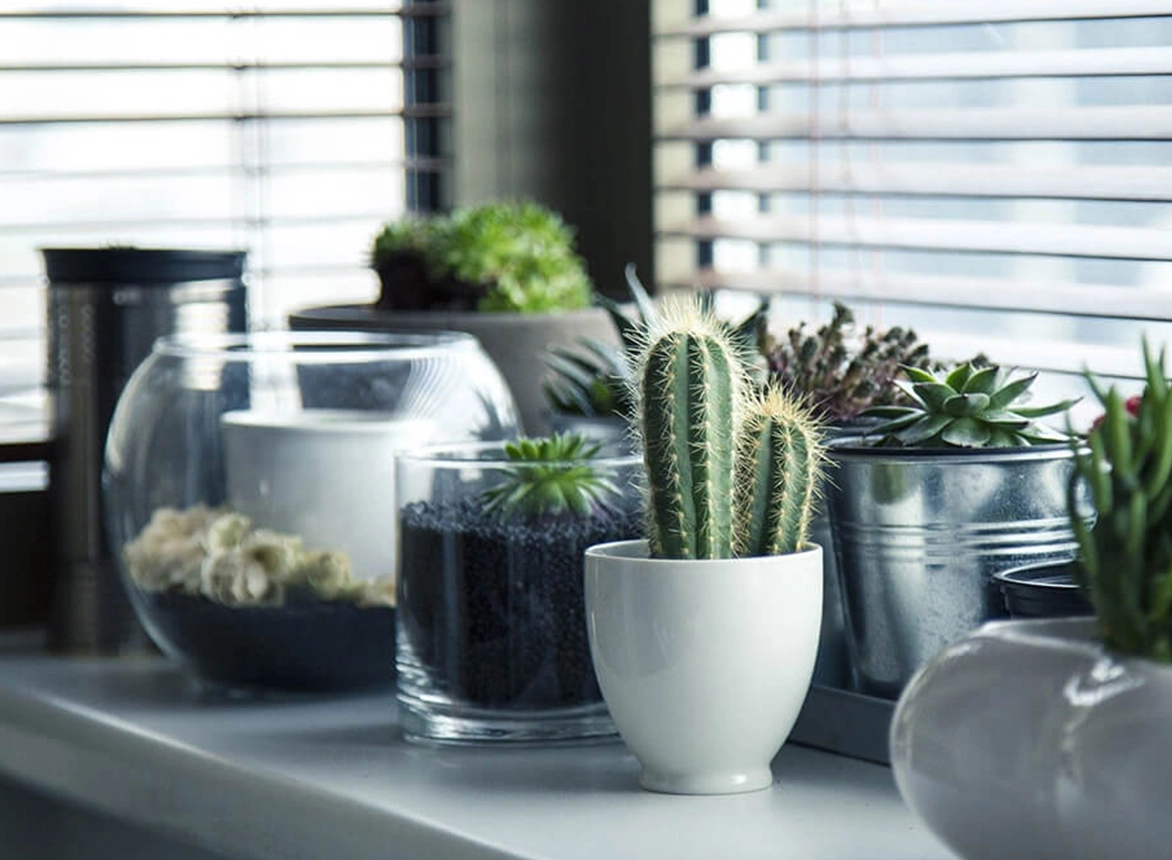 Tips for Growing a Thriving Herb Garden Tips for Growing a Thriving Herb Garden