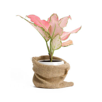 Seeds of Change Certified Organic