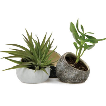 Broadleaf Lady Palm