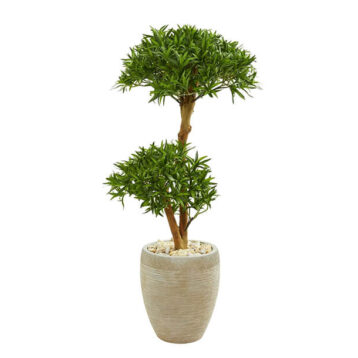 Cretan Brake Fern